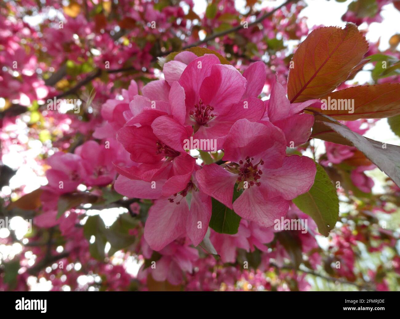 Die Blüte des Malus `Veitch`s Scarlet`: Auf ornamentalem Apfelbaum Stockfoto